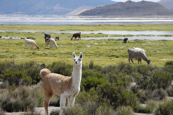 bofedal de parinacota