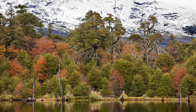 Parque Nacional Conguillio