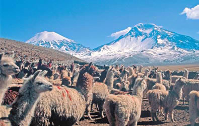 Llamas en el Volcán Pomerape