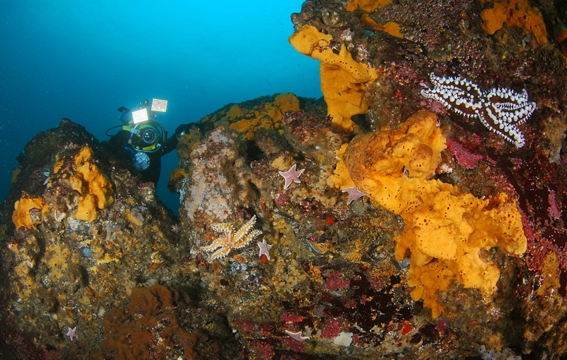 Punta de Choros