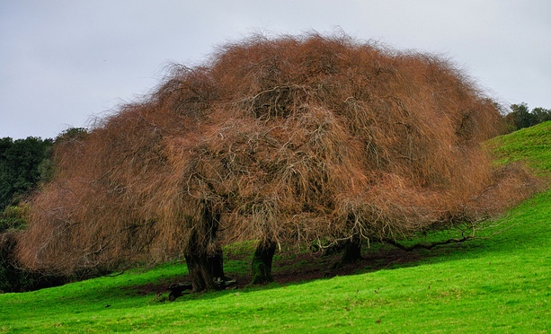 Parque Nacional puyehue