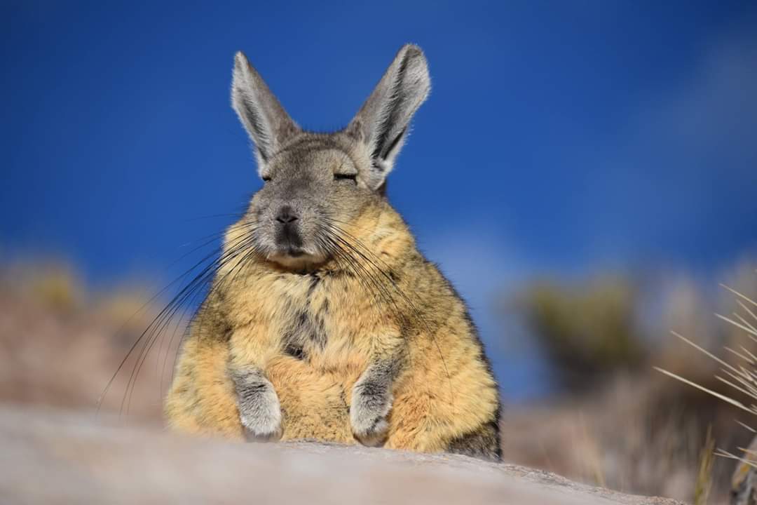 vizcacha-putre