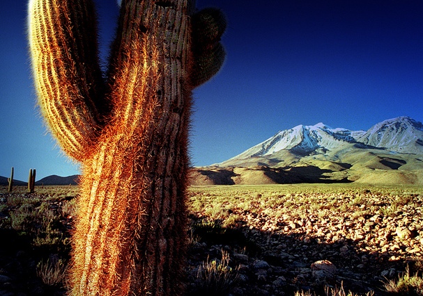 Cactus gigante