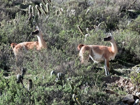 Guanacos
