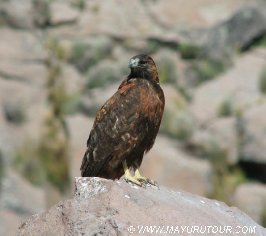 Aguilucho
