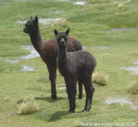 Alpaca