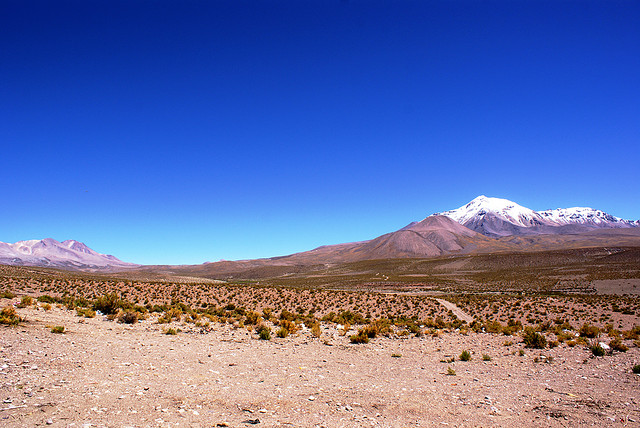 Bofedal. Norte de Chile
