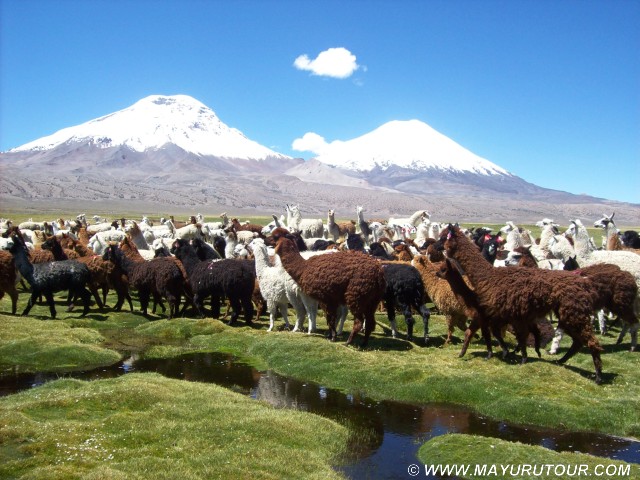 Bofedales de Caquena
