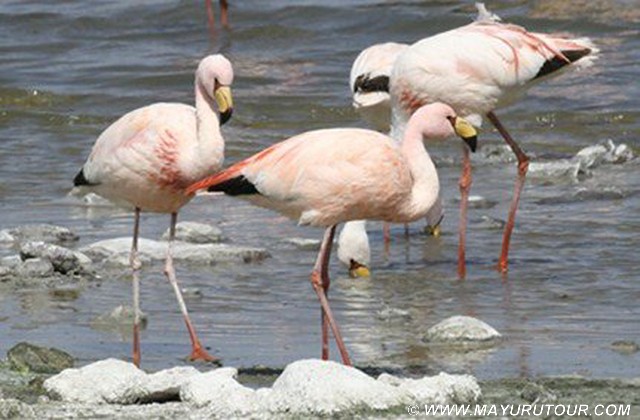 Flamencos de James