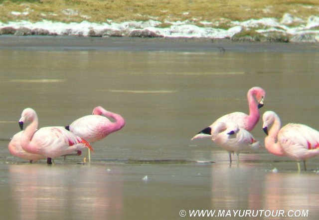 Flamencos