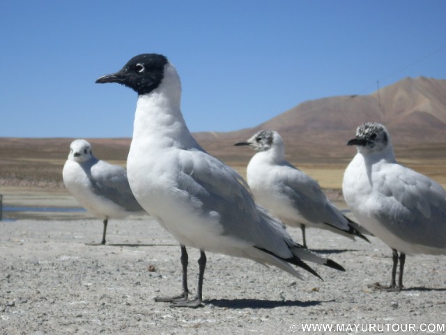 Gaviota Andina