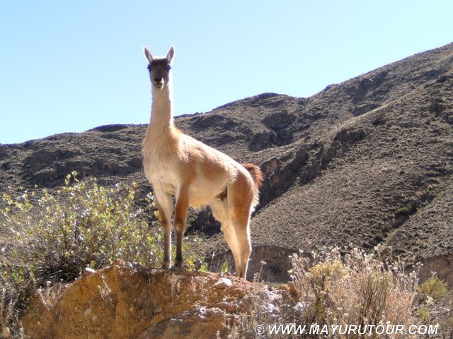 Guanaco