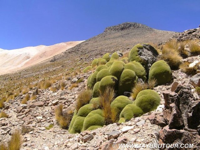 Llareta