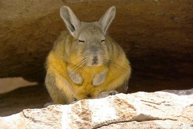 Vizcacha