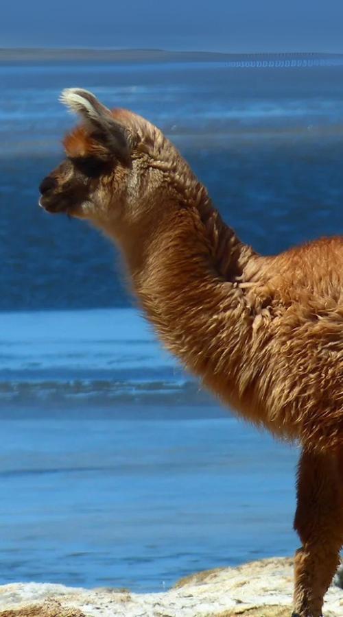 Fauna de Chile