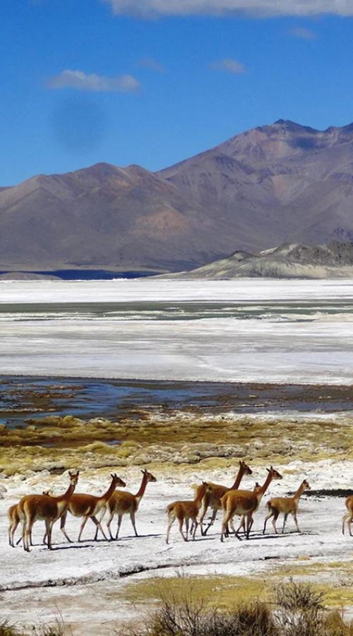Salar de Surire
