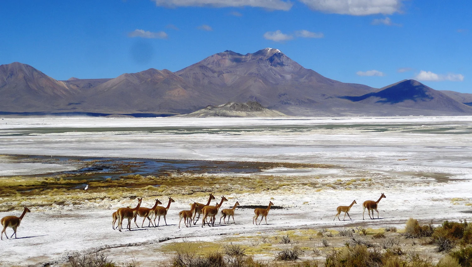 Chilean Altiplano, Salt Lake Surire