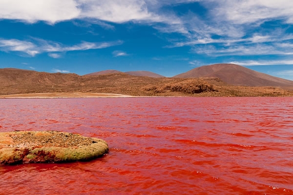 La Lagune Rouge du Chili. Un Paysage saisissant. 