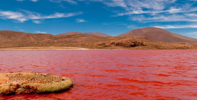 La Lagune Rouge du Chili. Un Paysage saisissant. 