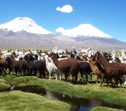 El Norte de Chile un Desierto Natural