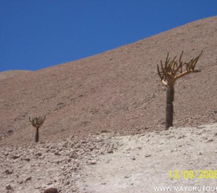 Cactus Candelabros