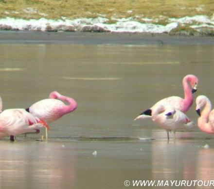 Flamencos