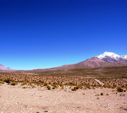 Bofedal. Norte de Chile