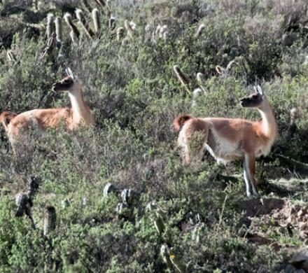 Guanacos