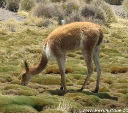 Vicuñas