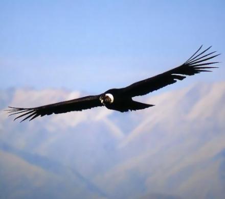 Condor