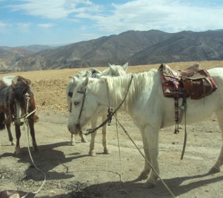 Cabalgatas en Putre