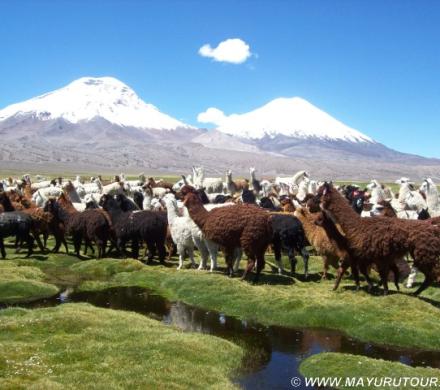 Bofedales de Caquena