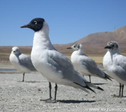 Gaviota Andina