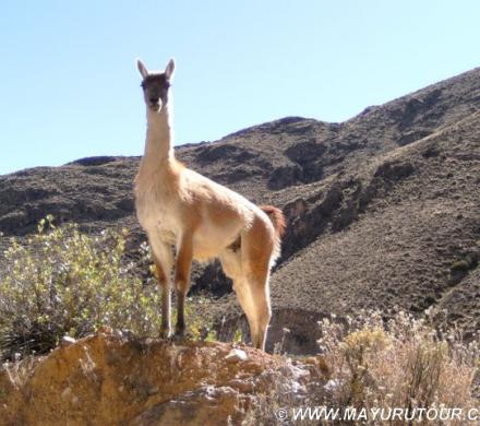 Guanaco