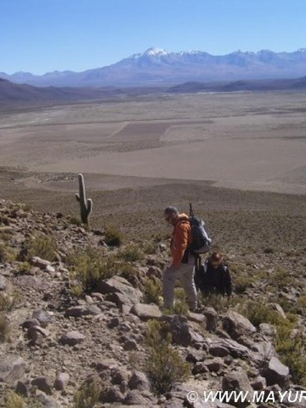 Observación Cactus Gigante
