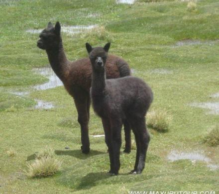 Fotos Viajes y Tours de la Flora y Fauna de Chile