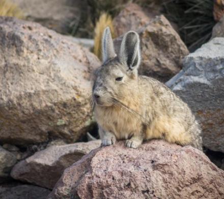 Reise nach Bolivien und Chile: Nationalpark Lauca - Surire - San Pedro de Atacama - Salzsee Uyuni (13 Tage/ 12 Nächte)