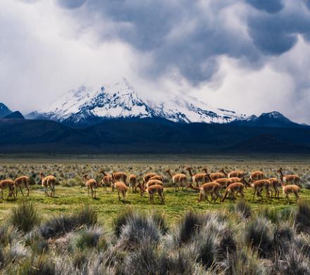 Viaje al Parque Nacional Lauca Chile - Parque Sajama Bolivia (4 días/3 noches)