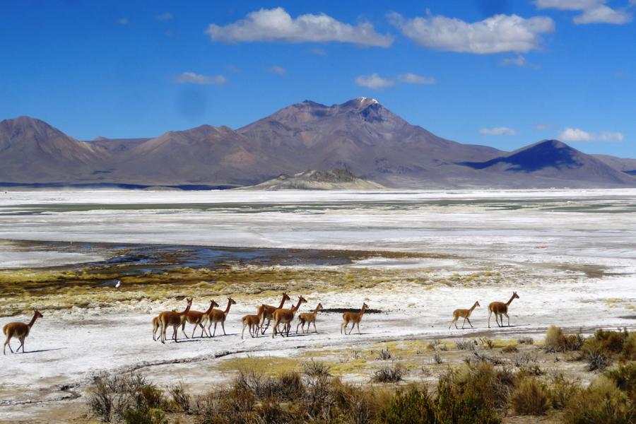 Viaje a Iquique - Colchane - Salar de Surire - Parque Nacional Lauca - Lago Chungará - Arica. (4 días/3 noches)