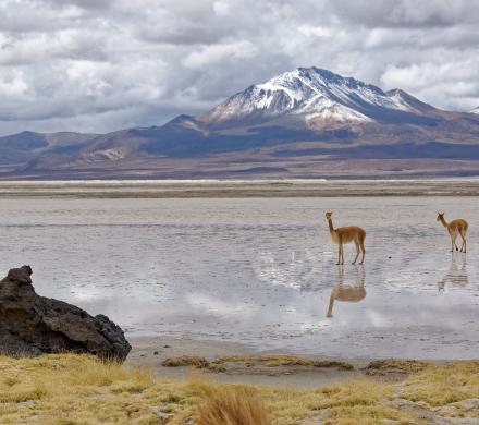 Viaje a Iquique - Colchane - Salar de Surire - Parque Nacional Lauca - Lago Chungará - Arica. (4 días/3 noches)