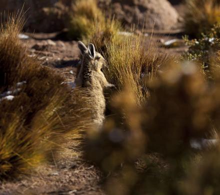 Turismo en Atacama. Arqueológico, Valle de la Luna, Laguna Cejar, Lagunas Altiplánicas, Geyser del Tatio (6 dí­as/5 noches)