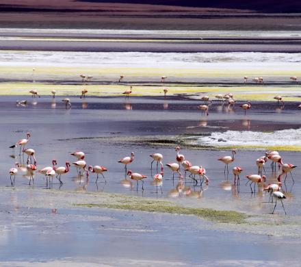 Viaje y Excursión, Atacama, Tulor, Salar de Tara, Laguna Cejar (7 dí­as/6 noches)