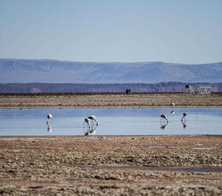 Turismo en Atacama. Arqueológico, Valle de la Luna, Laguna Cejar, Lagunas Altiplánicas, Geyser del Tatio (6 dí­as/5 noches)