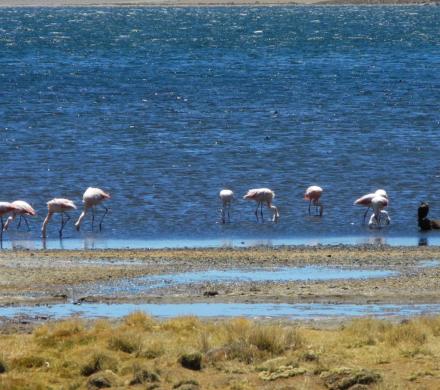 Viaje y Tours Atacama, Laguna Cejar - Lagunas altiplánicas Miscanti y Miñiques - Geyser del Tatio (4 días/3 noches)