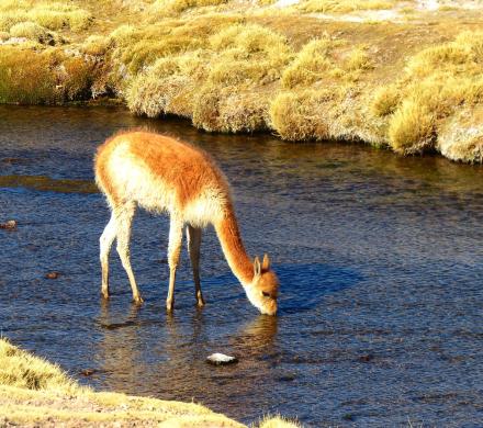 Viaje y Tour por el Norte de Chile y Altiplano Chileno. (8 dí­as/7 noches)