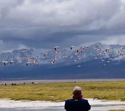 Viaje a Iquique - Colchane - Salar de Surire - Parque Nacional Lauca - Lago Chungará - Arica. (4 días/3 noches)