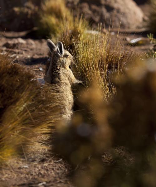 Turismo en Atacama. Arqueológico, Valle de la Luna, Laguna Cejar, Lagunas Altiplánicas, Geyser del Tatio (6 dí­as/5 noches)